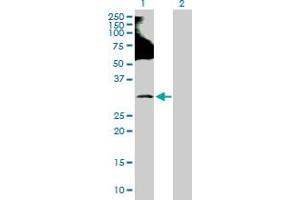 Western Blot analysis of RNF138 expression in transfected 293T cell line by RNF138 MaxPab polyclonal antibody. (RNF138 抗体  (AA 1-245))