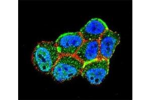 Confocal immunofluorescent analysis of LKB1 antibody with ZR-75-1 cells followed by Alexa Fluor 488-conjugated goat anti-rabbit lgG (green). (LKB1 抗体  (AA 14-44))