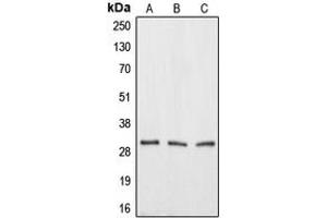 Western blot analysis of Aquaporin 12A expression in HEK293T (A), mouse testis (B), rat kidney (C) whole cell lysates.