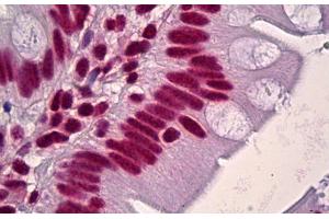 Anti-HNRNPD / AUF1 antibody IHC staining of human small intestine. (HNRNPD/AUF1 抗体  (AA 49-98))