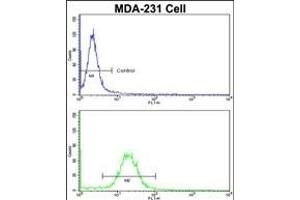 Flow cytometric analysis of MDA-231 cells using EMD Antibody (C-term)(bottom histogram) compared to a negative control cell (top histogram). (Emerin 抗体  (C-Term))