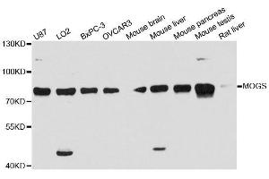 Western blot analysis of extracts of various cell lines, using MOGS antibody. (GCS1 抗体  (AA 60-320))