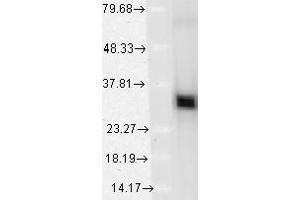 Image no. 1 for anti-Heme Oxygenase (Decycling) 1 (HMOX1) (AA 1-30) antibody (ABIN466899) (HMOX1 抗体  (AA 1-30))