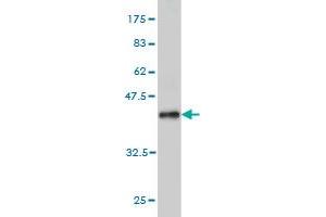Western Blotting (WB) image for anti-S-Phase Kinase-Associated Protein 1 (SKP1) (AA 53-160) antibody (ABIN562883)