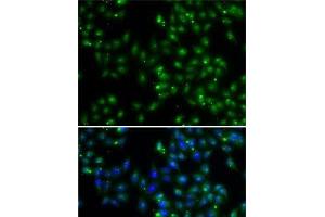Immunofluorescence analysis of A-549 cells using DUSP22 Polyclonal Antibody (DUSP22 抗体)