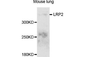 Western blot analysis of extracts of mouse lung, using LRP2 antibody (ABIN5995557) at 1/1000 dilution. (LRP2 抗体)