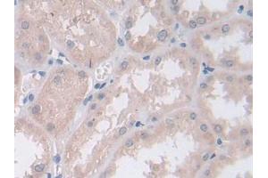 IHC-P analysis of Human Kidney Tissue, with DAB staining. (Persephin 抗体  (AA 29-156))