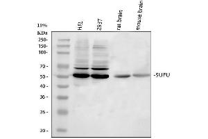 anti-Suppressor of Fused Homolog (SUFUH) (AA 34-484) antibody