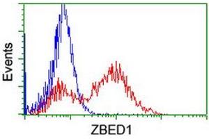 ZBED1 抗体