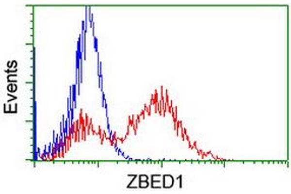 ZBED1 抗体