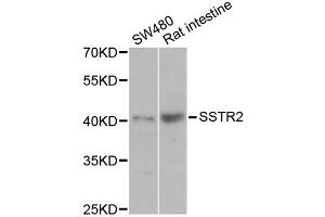 Western blot analysis of extracts of various cell lines, using SSTR2 antibody (ABIN5971606) at 1/1000 dilution. (SSTR2 抗体)