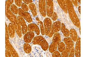 ABIN6261991 and ABIN6269006 at 1/100 staining Mouse kidney tissue by IHC-P. (GRIK2 抗体  (C-Term))