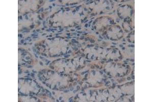 IHC-P analysis of Mouse Tissue, with DAB staining. (RBP2 抗体  (AA 1-134))