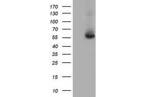 Image no. 2 for anti-thromboxane A Synthase 1 (Platelet) (TBXAS1) antibody (ABIN1501383) (TBXAS1 抗体)