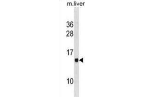 Western Blotting (WB) image for anti-Membrane-Spanning 4-Domains, Subfamily A, Member 13 (MS4A13) antibody (ABIN3001016)