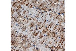 IHC analysis of MG53/TRIM72 using anti-MG53/TRIM72 antibody (ABIN7601079).