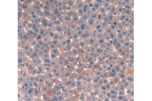 IHC-P analysis of liver tissue, with DAB staining. (KNG1 抗体  (AA 378-430))