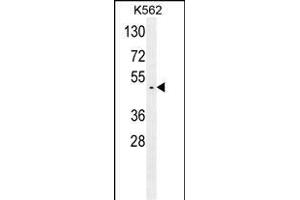 GTPBP2 Antibody (C-term) (ABIN654178 and ABIN2844034) western blot analysis in K562 cell line lysates (35 μg/lane). (GTPBP2 抗体  (C-Term))