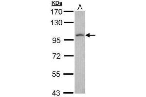 LUZP1 抗体  (N-Term)