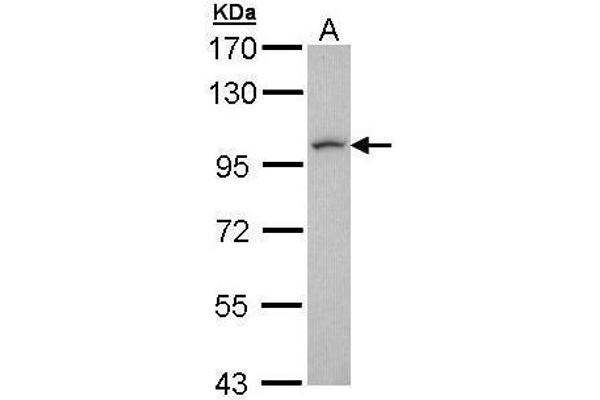 LUZP1 抗体  (N-Term)