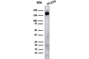 Western Blot Analysis of human Spleen tissue lysates using CD45RA Mouse Monoclonal Antibody (111-1C5)