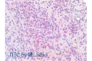 ABIN6391353 (5µg/ml) staining of paraffin embedded Human Spleen. (IRF4 抗体  (AA 393-407))