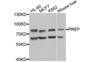 Western blot analysis of extracts of various cell lines, using PREP antibody (ABIN6003570) at 1/1000 dilution. (PREP 抗体)