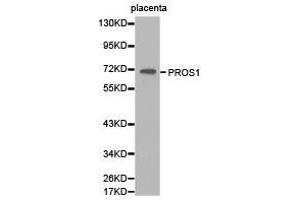 Western Blotting (WB) image for anti-Protein S (PROS) antibody (ABIN1874341) (PROS1 抗体)