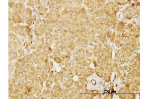 Immunoperoxidase of monoclonal antibody to WASL on formalin-fixed paraffin-embedded human pancreas. (Neural Wiskott-Aldrich syndrome protein (WASL) (AA 97-184) 抗体)