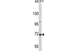 Western Blotting (WB) image for anti-GRB2-Associated Binding Protein 2 (GAB2) antibody (ABIN3002870) (GAB2 抗体)