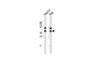 Western Blot at 1:1000 dilution Lane 1: HepG2 whole cell lysate Lane 2: Raji whole cell lysate Lysates/proteins at 20 ug per lane. (GLRX3 抗体  (N-Term))