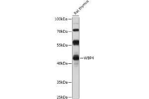 Western blot analysis of extracts of Rat thymus, using WBP4 antibody (ABIN7271392) at 1:1000 dilution. (WBP4 抗体  (AA 1-376))