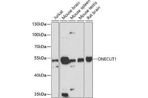 Western blot analysis of extracts of various cell lines, using ONECUT1 antibody (ABIN6132821, ABIN6145027, ABIN6145029 and ABIN6216522) at 1:3000 dilution. (ONECUT1 抗体  (AA 167-292))