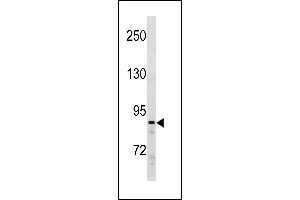 SUZ12 Antibody (C-term) (ABIN1881858 and ABIN2843258) western blot analysis in Ramos cell line lysates (35 μg/lane). (SUZ12 抗体  (C-Term))