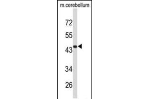 Western blot analysis of FMOD Antibody in mouse cerebellum tissue lysates (35ug/lane) (Fibromodulin 抗体  (C-Term))