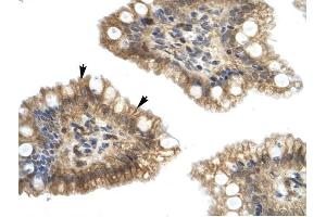Nucleobindin 2 antibody was used for immunohistochemistry at a concentration of 4-8 ug/ml to stain Epithelial cells of intestinal villus (arrows) in Human Intestine. (NUCB2 抗体  (Middle Region))