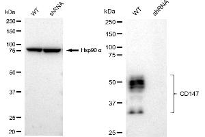 anti-Basigin (Ok Blood Group) (BSG) antibody