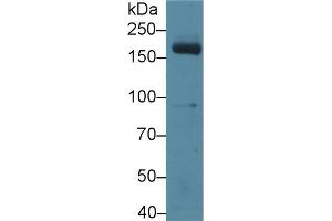 Detection of MPO in Mouse Serum using Polyclonal Antibody to Myeloperoxidase (MPO) (Myeloperoxidase 抗体  (AA 253-718))
