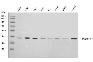 Western blot analysis of HSD17B7 using anti-HSD17B7 antibody (ABIN7600174).