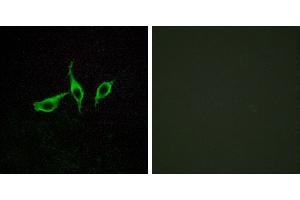 Peptide - +Western blot analysis of extracts from LOVO cells, using GPR120 antibody. (O3FAR1 抗体  (Internal Region))