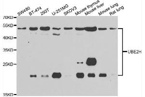 Western blot analysis of extracts of various cell lines, using UBE2H antibody. (UBE2H 抗体)