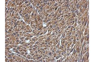 Image no. 1 for anti-Vesicle-Associated Membrane Protein 1 (Synaptobrevin 1) (VAMP1) (AA 1-105) antibody (ABIN1501694) (VAMP1 抗体  (AA 1-105))