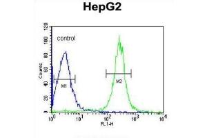 Flow Cytometry (FACS) image for anti-Angiopoietin-Like 4 (ANGPTL4) antibody (ABIN3004083) (ANGPTL4 抗体)