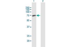 Western Blot analysis of GPATCH4 expression in transfected 293T cell line by GPATCH4 MaxPab polyclonal antibody. (GPATCH4 抗体  (AA 1-446))