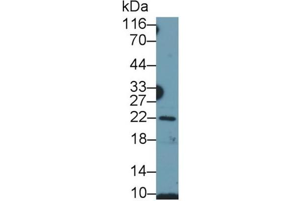 Growth Hormone 1 抗体  (AA 28-217)
