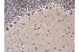 IHC-P Image FUBP1 antibody detects FUBP1 protein at nucleus on mouse hind brain by immunohistochemical analysis.