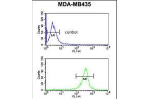Flow cytometric analysis of MDA-MB435 cells (bottom histogram) compared to a negative control cell (top histogram). (EXTL3 抗体  (N-Term))