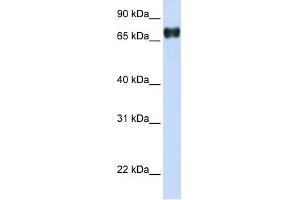 PLEKHA4 antibody used at 1 ug/ml to detect target protein. (PLEKHA4 抗体)
