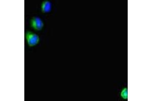 Immunofluorescent analysis of HepG2 cells using ABIN7166128 at dilution of 1:100 and Alexa Fluor 488-congugated AffiniPure Goat Anti-Rabbit IgG(H+L) (SHROOM3 抗体  (AA 1309-1571))