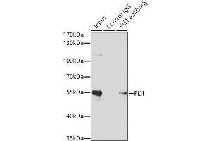 Immunoprecipitation analysis of 200 μg extracts of Jurkat cells using 1 μg FLI1 antibody (ABIN6129576, ABIN6140673, ABIN6140674 and ABIN6221283). (FLI1 抗体  (AA 1-100))